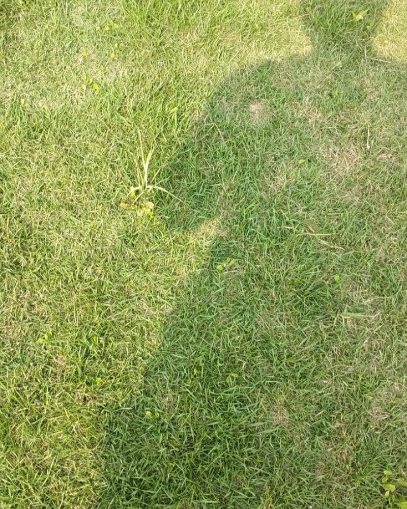百慕大草皮，兰引三号草皮，混播等
