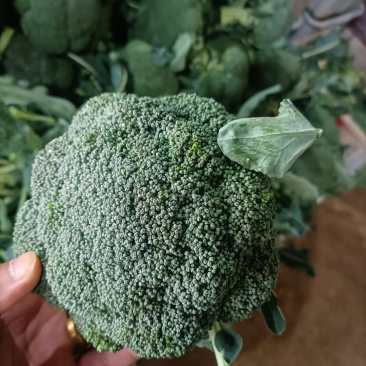 云南西兰花大量供货品质好价格优惠欢迎电联详谈