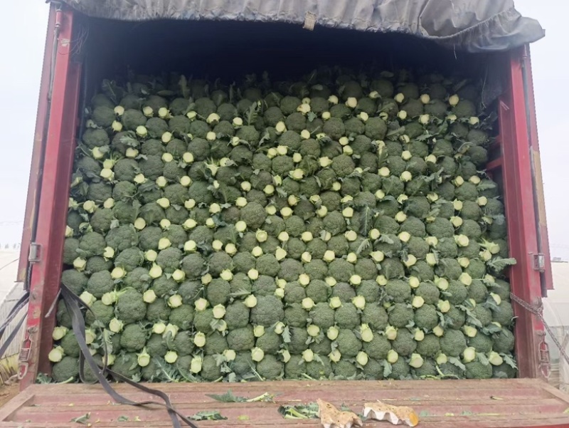 云南西兰花大量供货品质好价格优惠欢迎电联详谈