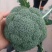 云南西兰花大量供货品质好价格优惠欢迎电联详谈