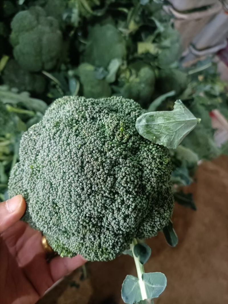 云南西兰花大量供货品质好价格优惠欢迎电联详谈
