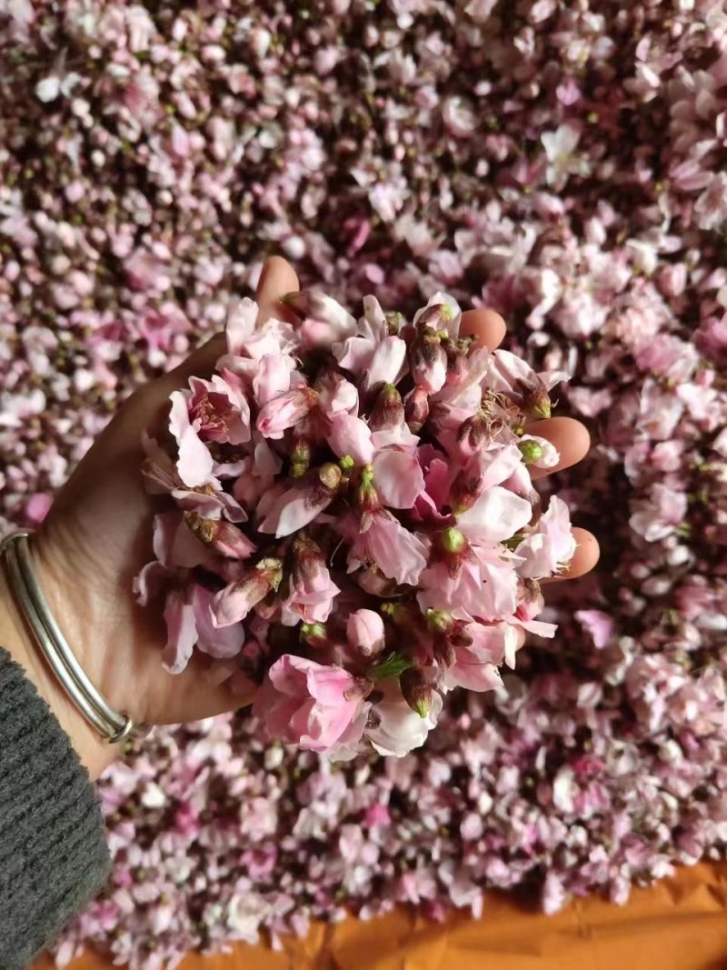 山东蒙阴桃花需要烤桃花的老板欢迎联系量大从优