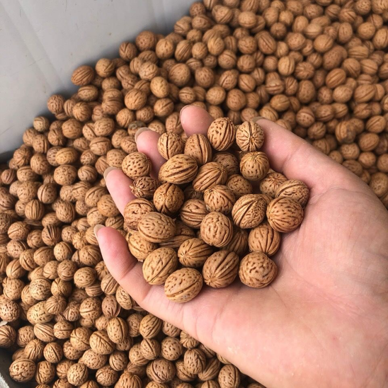 【毛桃核】【山桃核】货量大质量好多年经营保质保量长期供应