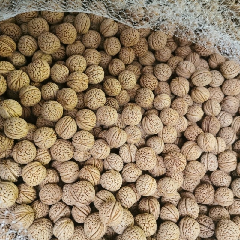 【毛桃核】【山桃核】货量大质量好多年经营保质保量长期供应