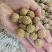 【毛桃核】【山桃核】货量大质量好多年经营保质保量长期供应