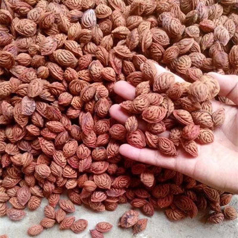 【毛桃核】【山桃核】货量大质量好多年经营保质保量长期供应