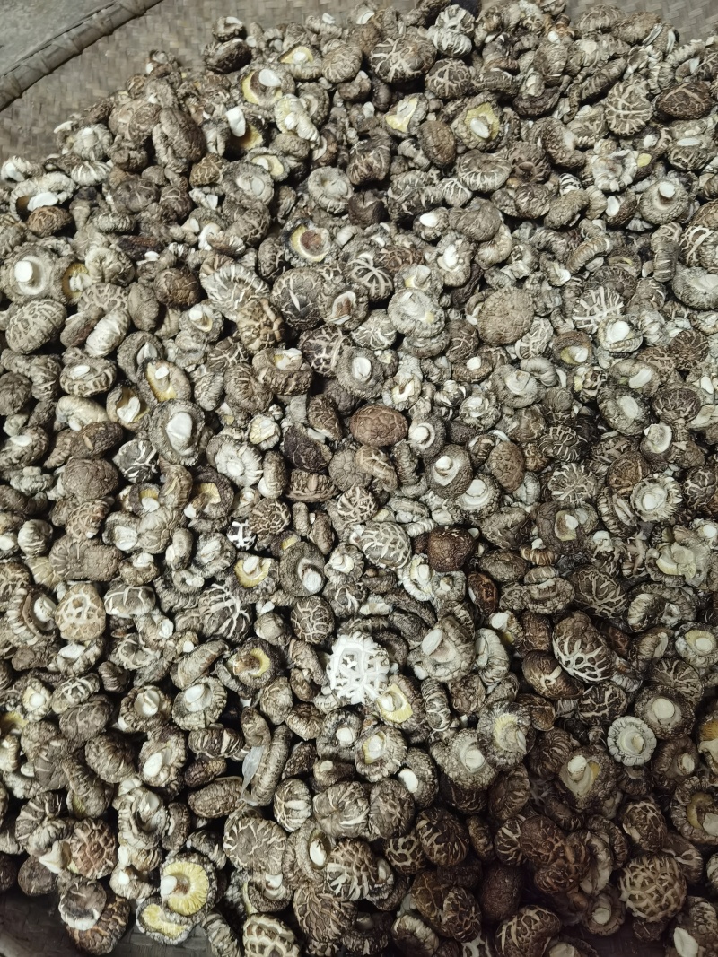 茶花菇光面干香菇以质论价冬菇肉厚自产自销