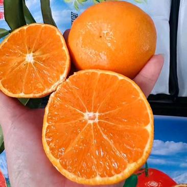 明日见柑橘大量供应，四川仁寿产地直发，量大从优价格美丽