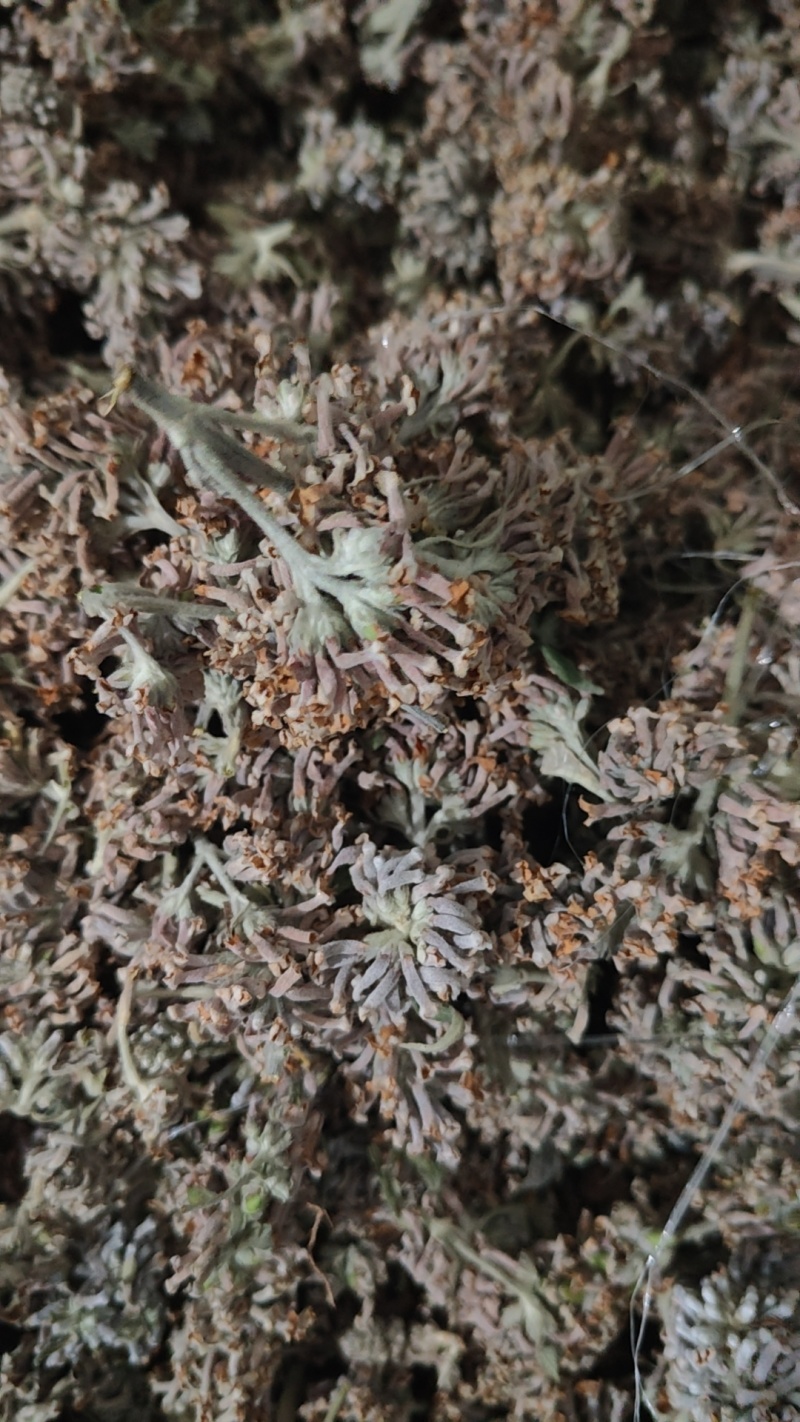 密蒙花野生密蒙花无硫正品