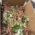 大通草通草通花草通花根大通草苗