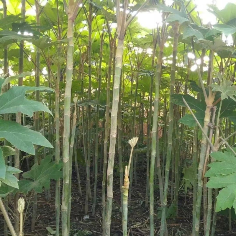大通草通草通花草通花根大通草苗