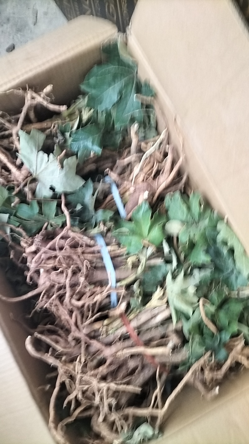 大通草通草通花草通花根大通草苗