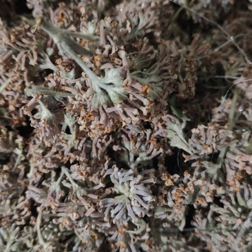 密蒙花野生密蒙花无硫正品