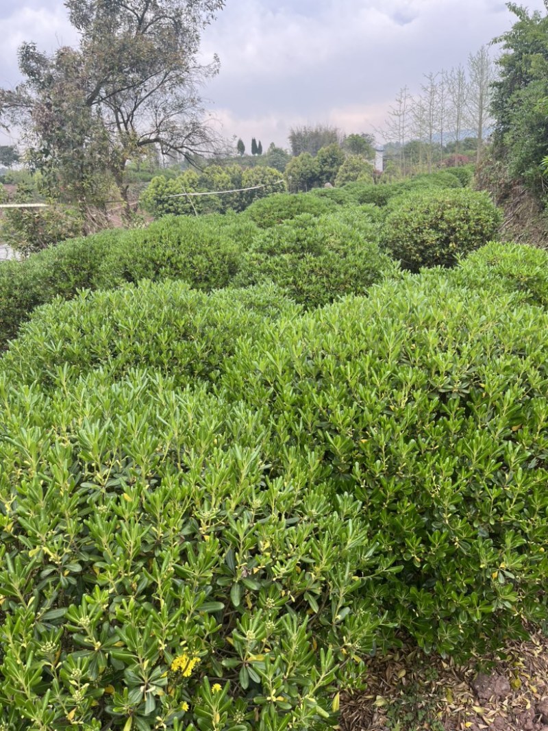 海桐球大量出售基地直发可视频看货欢迎来电咨询