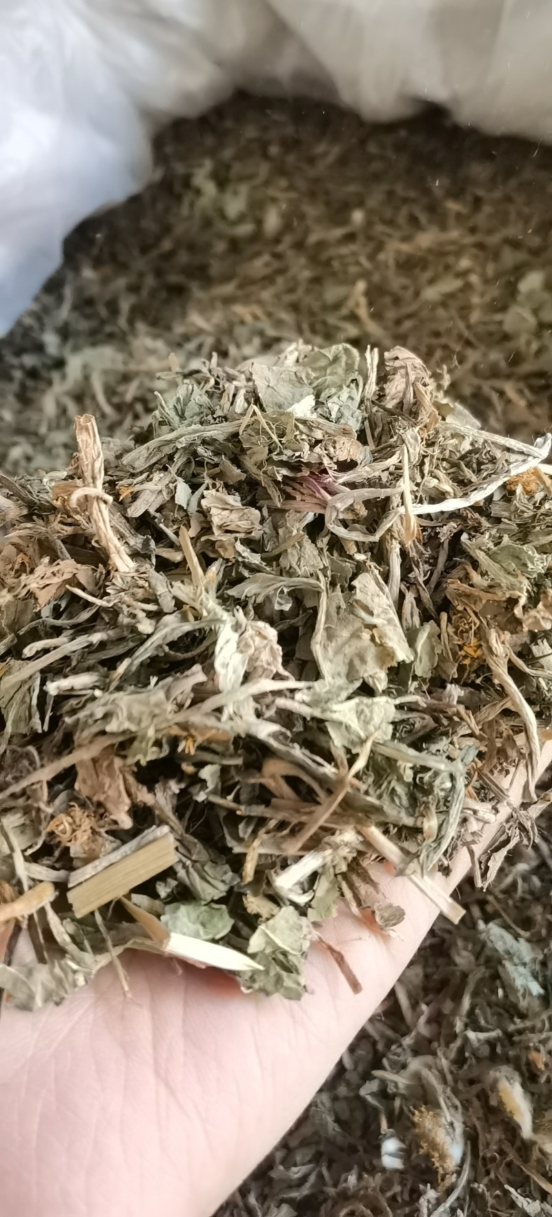 【蒲公英】1000克实物拍摄批发供应中药材