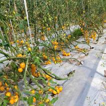 产地直发精品黄小番茄货源充足价格可视频