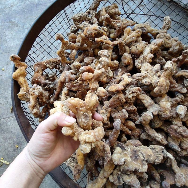 黄精，产地四川宜宾姜形多花，甜黄精，产地直销可线下考察