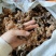 黄精，产地四川宜宾姜形多花，甜黄精，产地直销可线下考察
