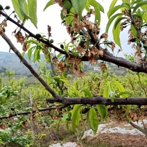 半边红李子预订，需要定货的老板