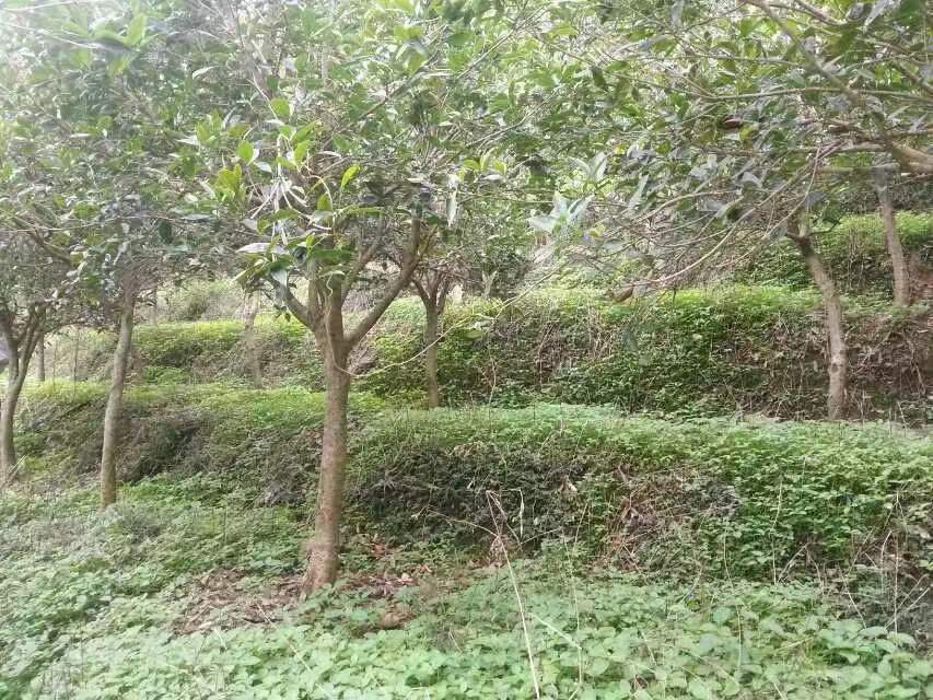 丹桂植株整体外观