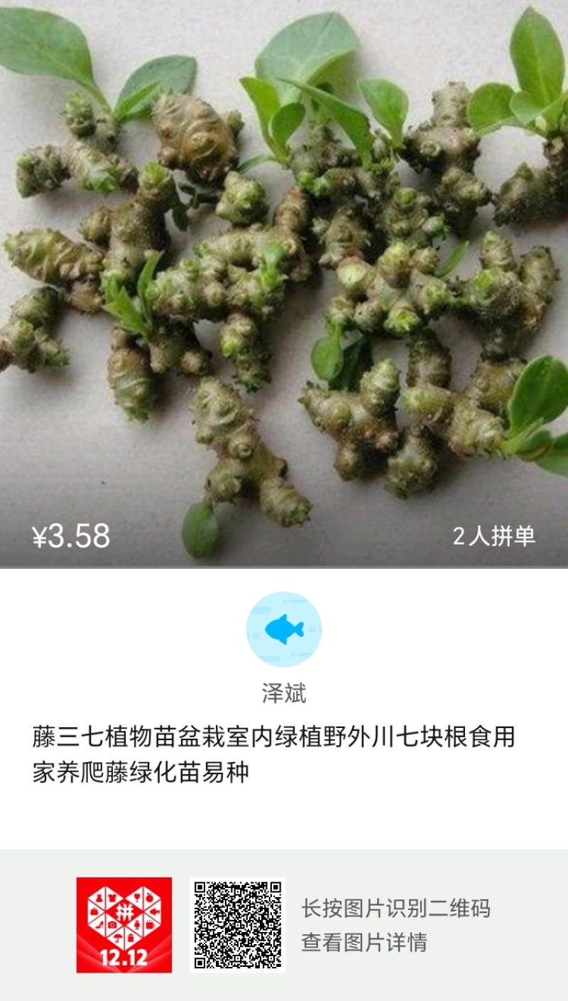 野生藤三七