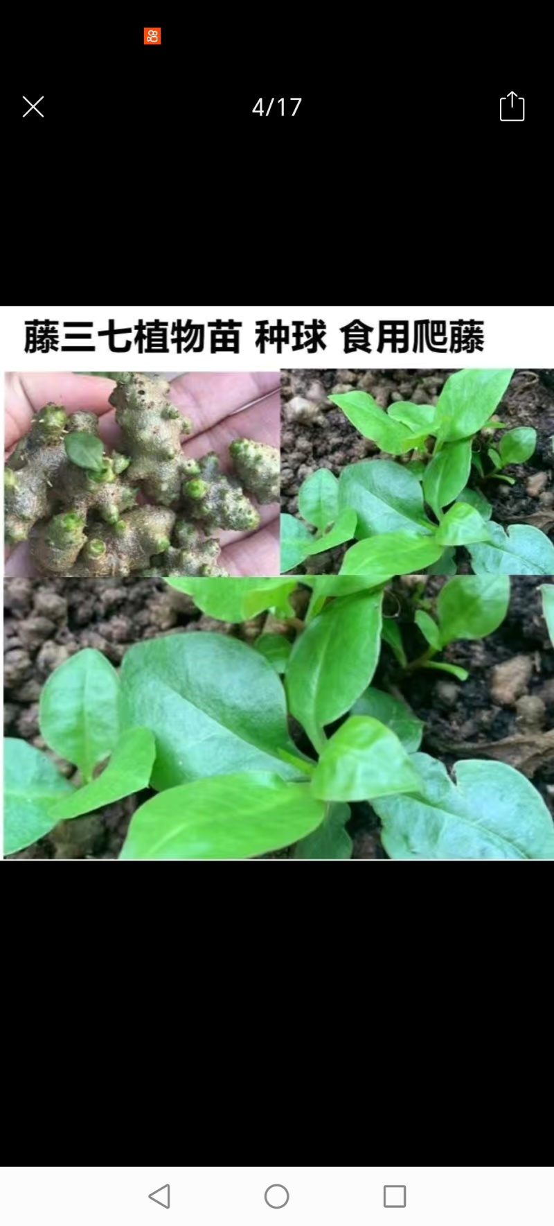 野生藤三七