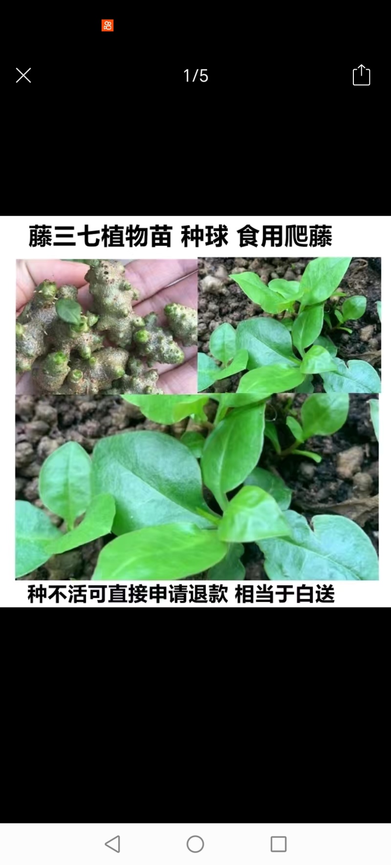 野生藤三七