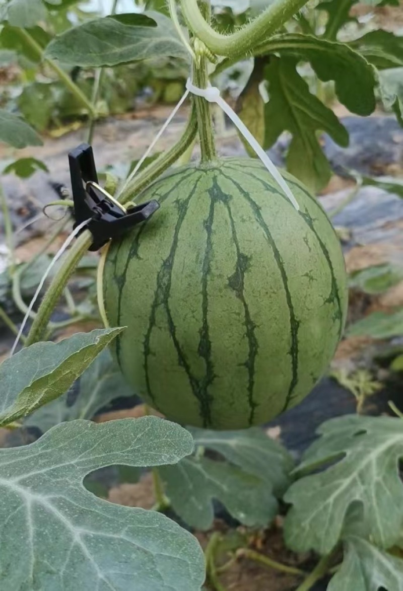 小糖丸西瓜，皮薄无籽，小吊瓜精品货通货，质量保证免费代