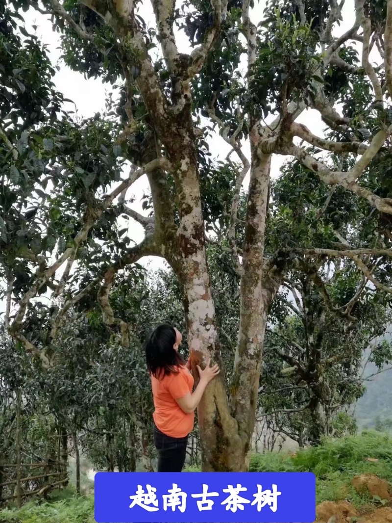精品红茶古树红茶货源充足量大从优质量保证欢迎咨询