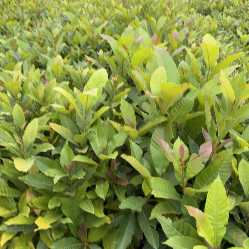 藜蒴营养杯苗基地直发一手货源成活高低价售