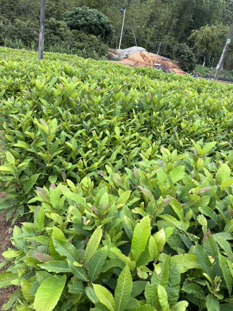 藜蒴营养杯苗基地直发一手货源成活高低价售