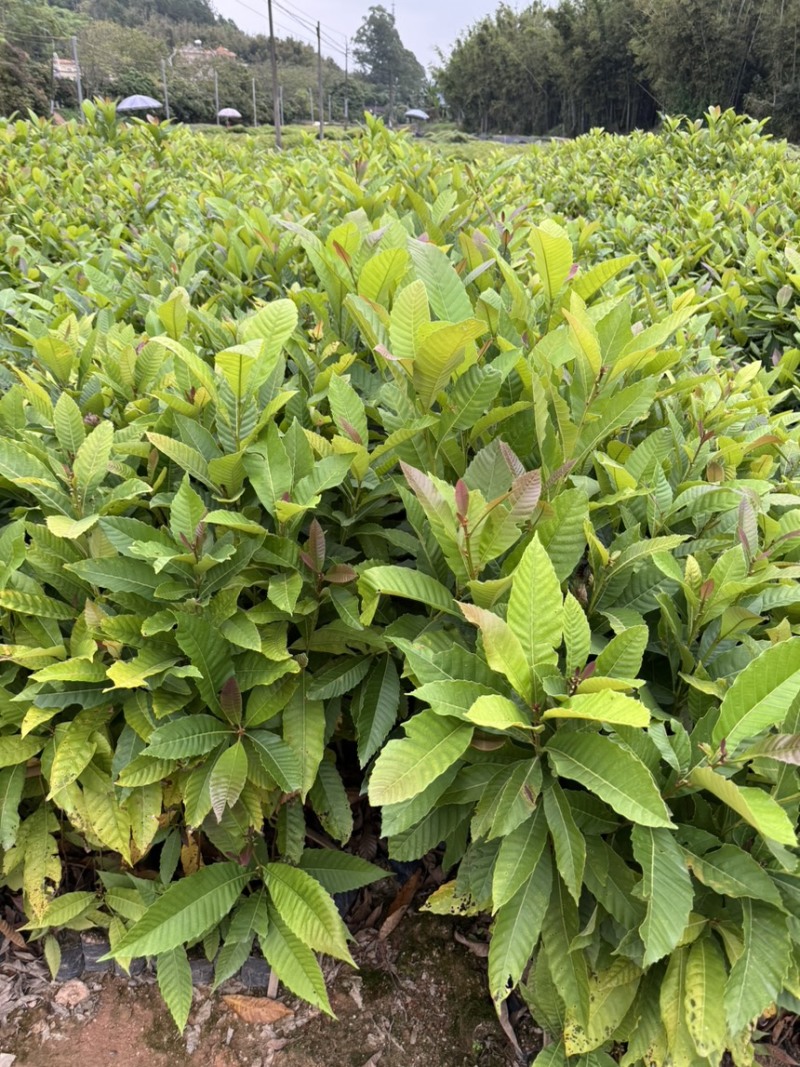 藜蒴营养杯苗基地直发一手货源成活高低价售