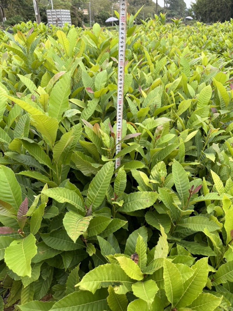 藜蒴营养杯苗基地直发一手货源成活高低价售
