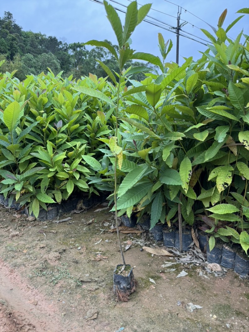 藜蒴营养杯苗基地直发一手货源成活高低价售