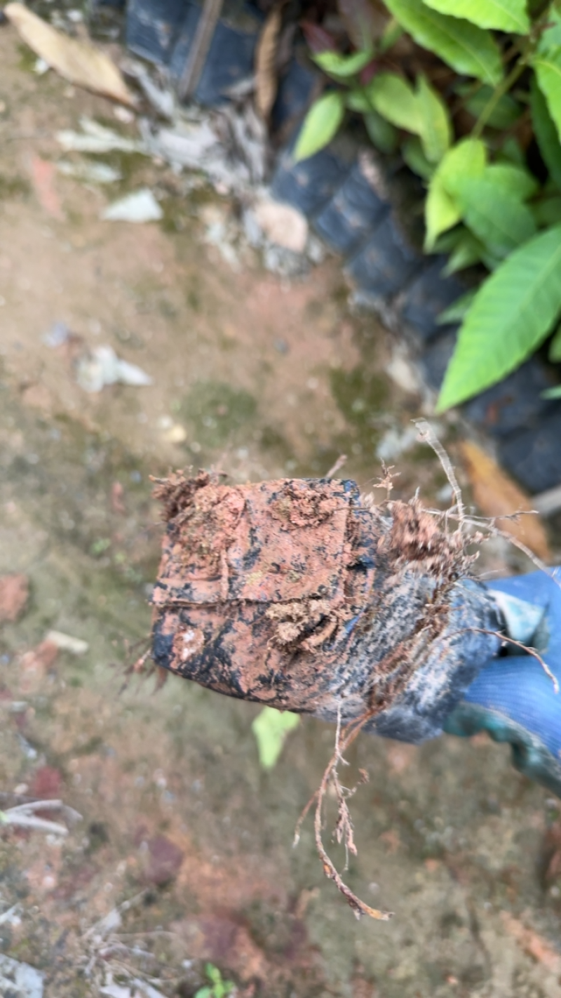 藜蒴营养杯苗基地直发一手货源成活高低价售