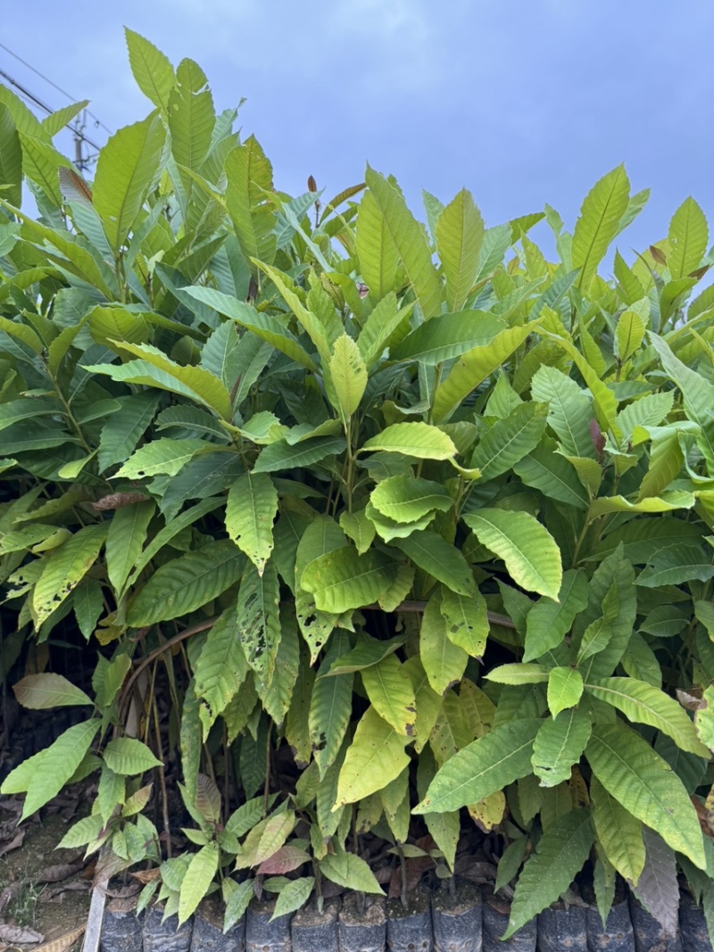 藜蒴营养杯苗基地直发一手货源成活高低价售