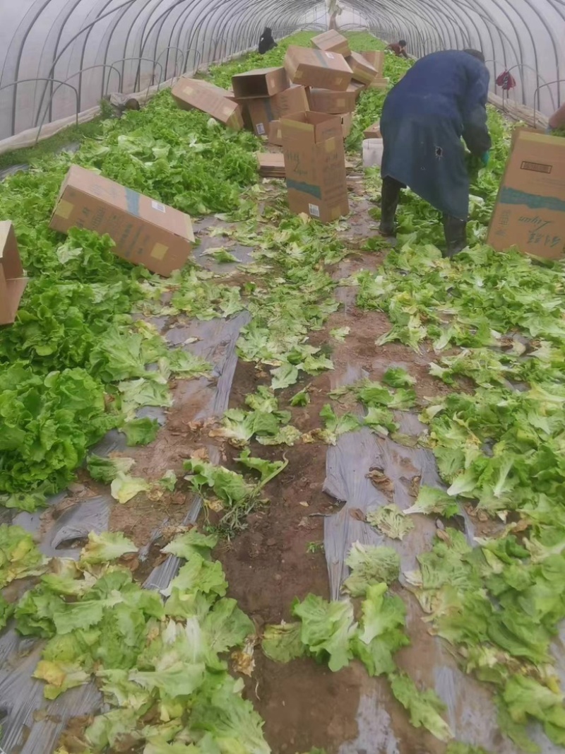 江苏淮安生菜意大利生菜产地直供一手货源价格优惠