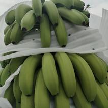香蕉口岸缅甸香蕉精品香蕉不受寒电商社区团购一件代发工厂