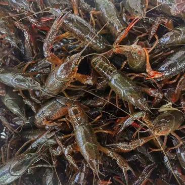 宿迁精品小龙虾大量上市新鲜活虾品质保证规格齐全