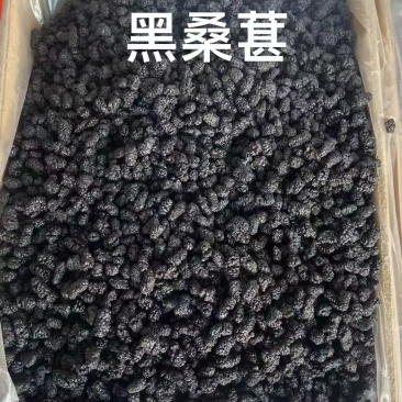 桑葚桑葚干保庆药业批发桑葚中药材实物拍摄各种规格