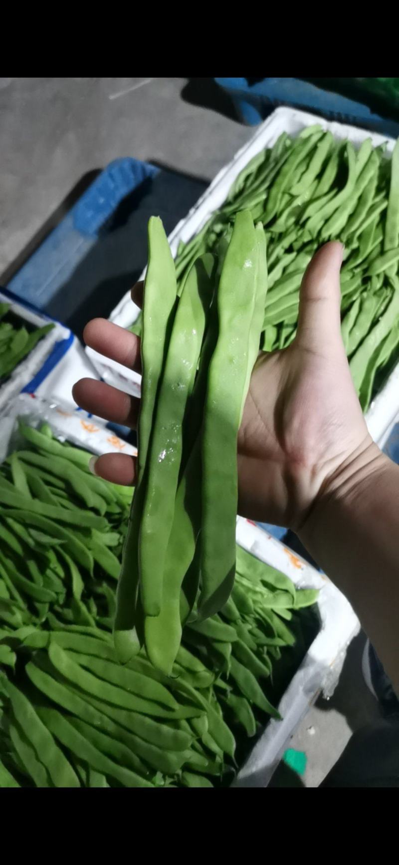 大扁豆，大量上市！支持代发市场，平台，社区团购，食堂！！