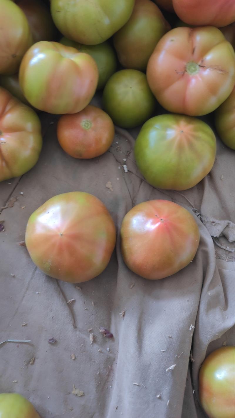 河北省昌黎县西红柿大量上市需要的随时联系