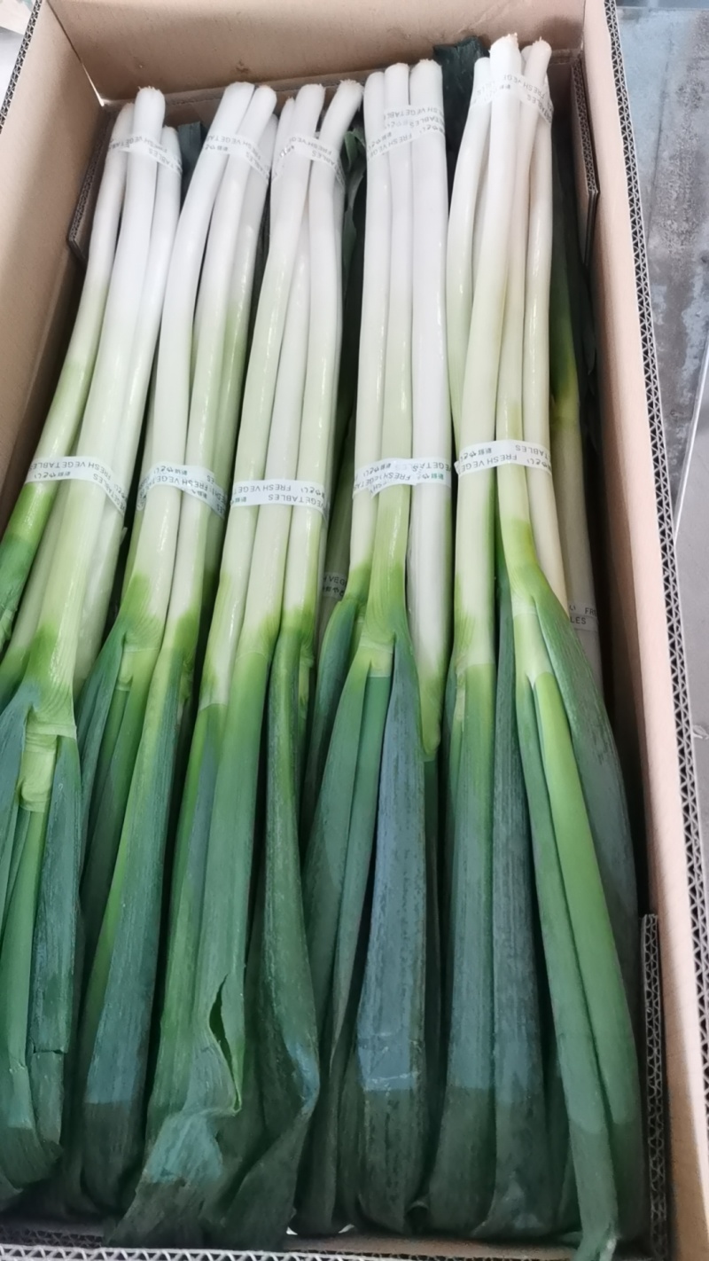 大葱！大葱！大量上市，支持代发市场，电商平台！超市！