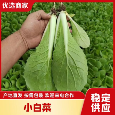 曹县小白菜产地直发质量保证价格优惠合作共赢
