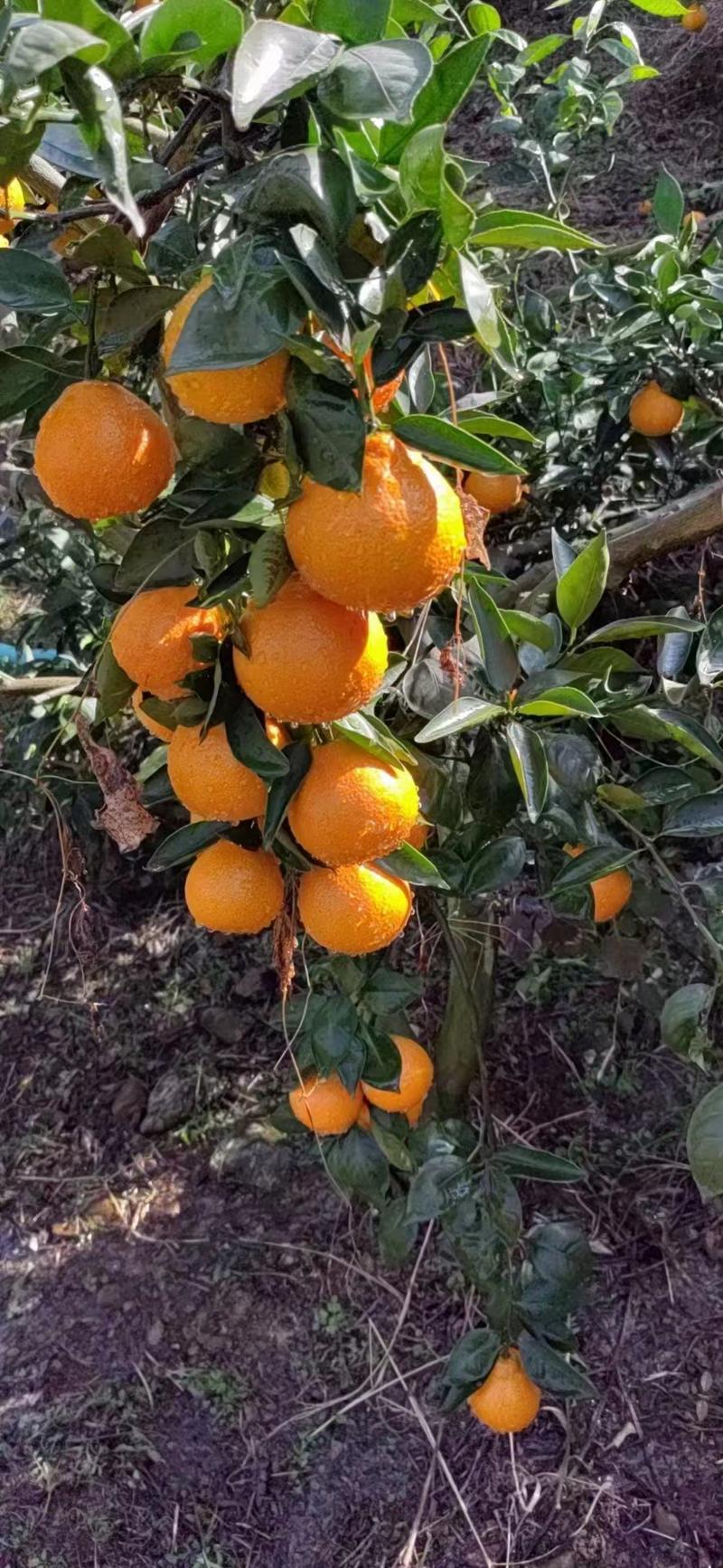 【柑橘】四川黄果柑，产地一手货源，供应电商市场社团
