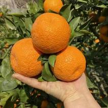 【柑橘】精品黄果柑，甜美多汁，大量上市，价格便宜