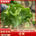 山东曹县生菜意大利生菜一手货源价格优惠欢迎电联
