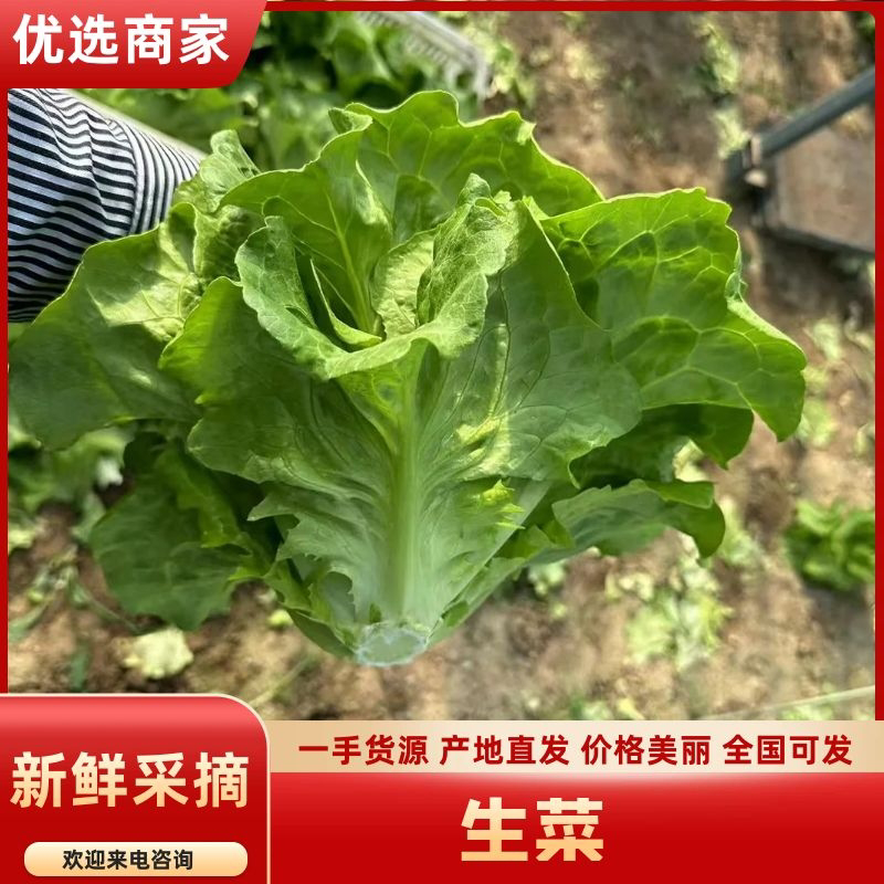 山东曹县生菜意大利生菜一手货源价格优惠欢迎电联