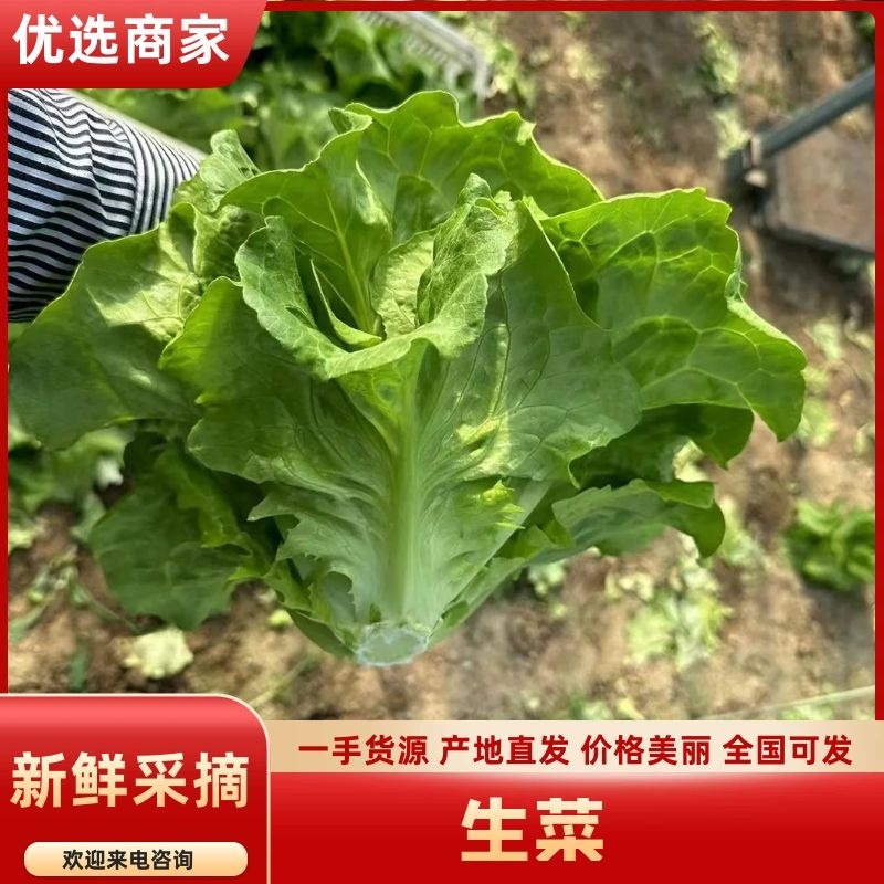 山东曹县生菜意大利生菜一手货源价格优惠欢迎电联