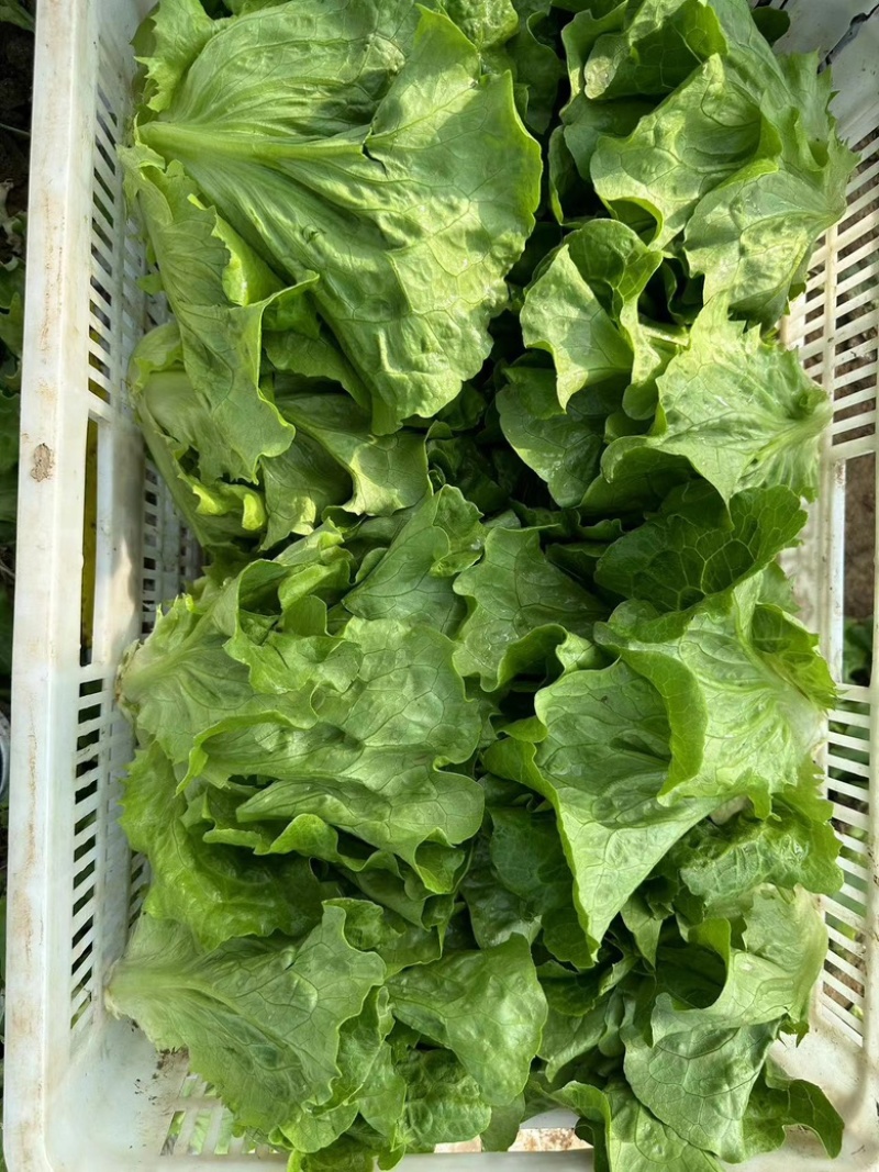 山东曹县生菜意大利生菜一手货源价格优惠欢迎电联